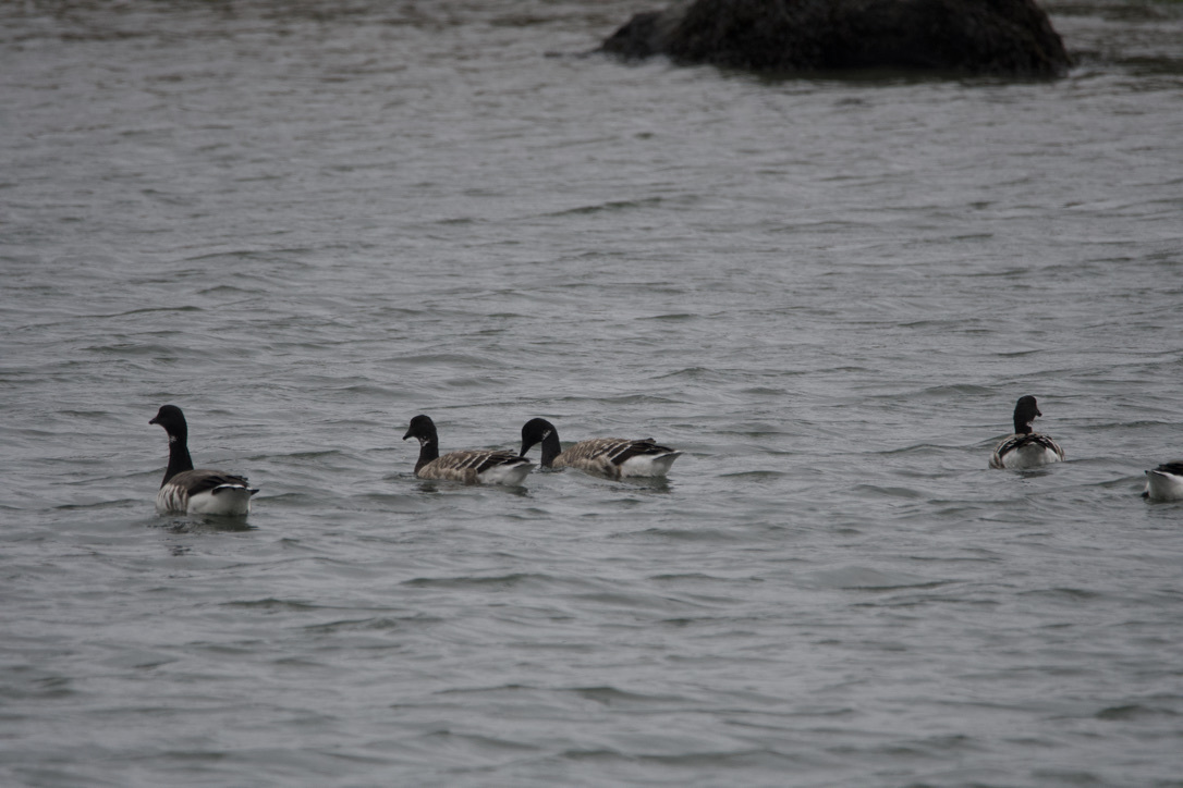 Pelham Bay Park